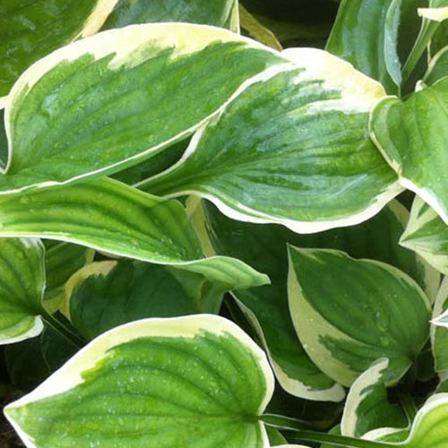 Hosta Warwick Edge Funkia - Willemse