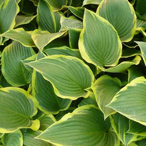 Hosta Yellow River Funkia - Willemse