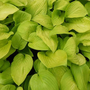 Hosta Zodiac Funkia - Willemse