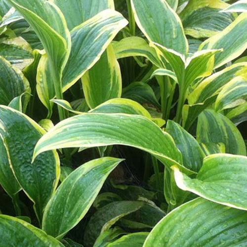 Hosta des montagnes Aureo-marginata - Willemse