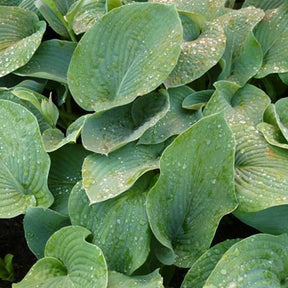 Hosta Elegans Funkia sieboldiana - Willemse