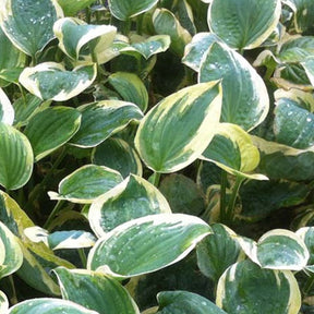 Hosta Shade Fanfare - Willemse
