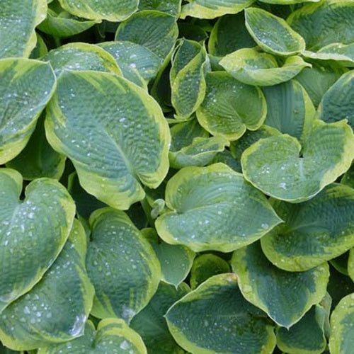 Hosta Frances Williams à marge jaune - Willemse