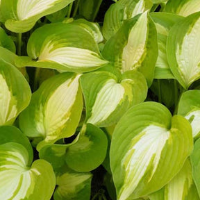 Hosta Summer Music Funkia - Willemse