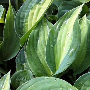 Hosta Striptease Funkia - Willemse