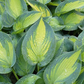 Hosta June Fever EXTRA - Willemse