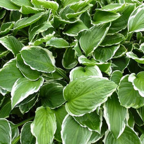 Hosta à feuilles ondulées Funkia undulata Marginata - Willemse