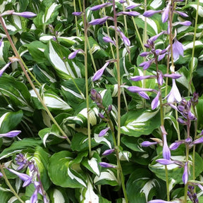 Hosta à feuilles ondulées Univittata - Willemse