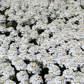 Thlaspi toujours vert Schneeflocke Corbeilles d'argents - Willemse