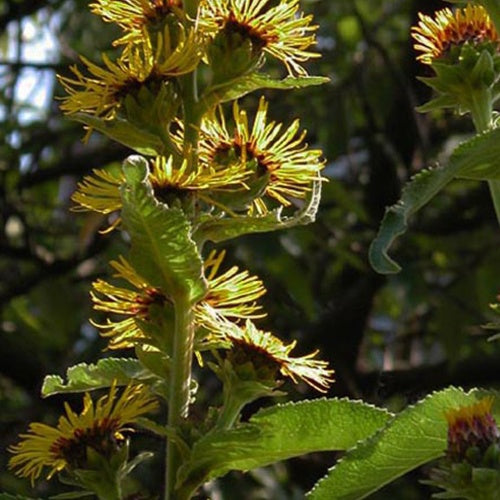 3 Aunées Sonnenspeer Inula racemosa Sonnenspeer - Willemse