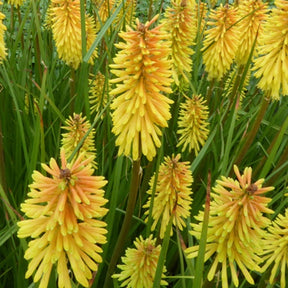 Tritoma Wrexham Buttercup - Willemse