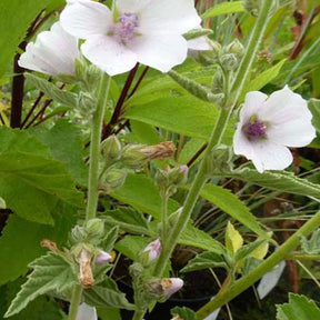 Guimauve officinale - Willemse