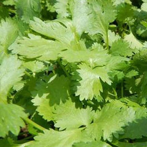 3 Coriandres - Willemse