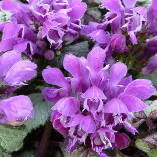 3 Lamier maculé Sterling Silver - Willemse