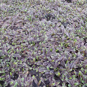 Cotule Platts Black Leptinelle Platts Black - Willemse