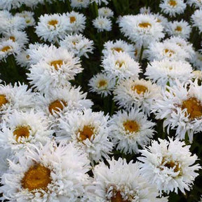 Marguerite d'été Engelina Leucanthème Engelina - Willemse
