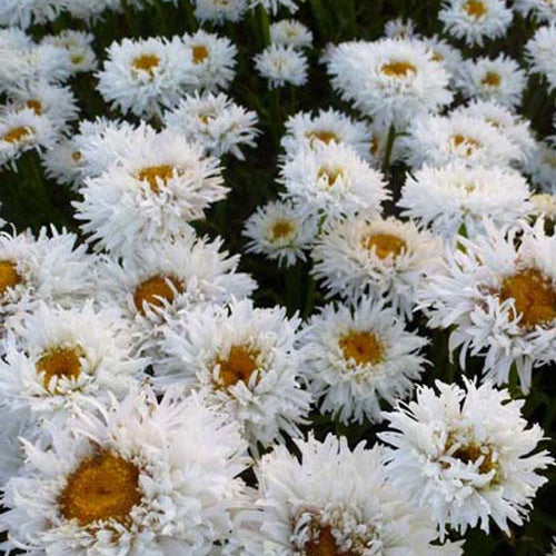 Marguerite d'été Engelina Leucanthème Engelina - Willemse