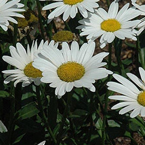3 Leucanthèmes Brightside Grande Marguerites Brightside - Willemse