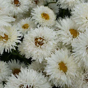 Marguerite d'été Shapcott Summer Cloud - Willemse