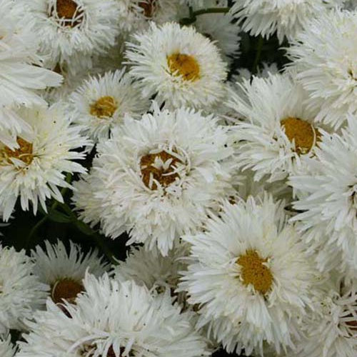 Marguerite d'été Shapcott Summer Cloud - Willemse