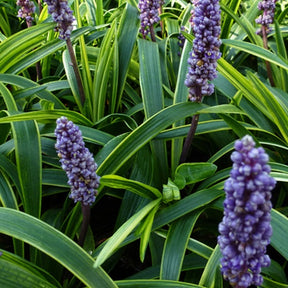 Liriope muscari Gold Banded - Willemse