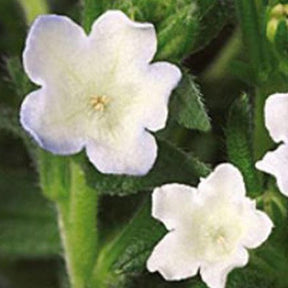 Grémil Pete's Favourite - Willemse