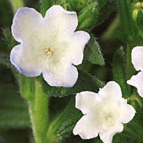 Grémil Pete's Favourite - Willemse