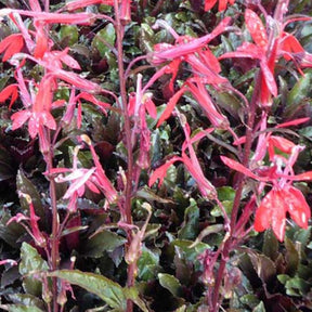 Lobélie écarlate Black Truffle - Willemse