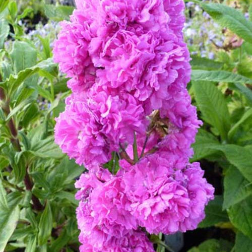 Silène visqueux Plena Viscaire Plena - Willemse