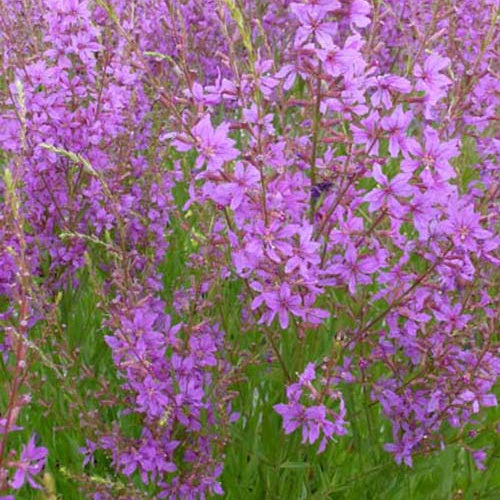 Salicaire Swirl - Willemse