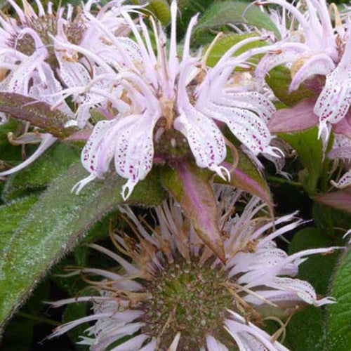 Monarde Bradburiana Maramek - Willemse