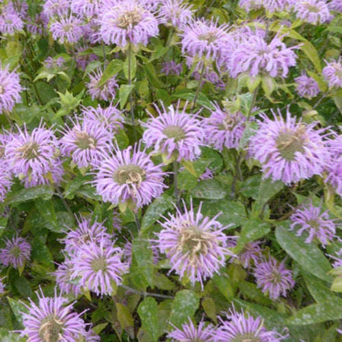 3 Monardes fistuleuse Bergamote sauvage - Willemse
