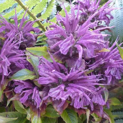 3 Monardes Blaustrumpf - Willemse