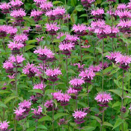 3 Monardes Commanche - Willemse