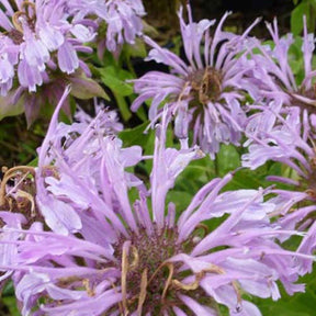 3 Monardes Elsie's Lavender - Willemse