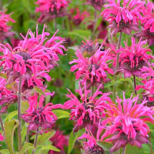 3 Monardes Heidelerche - Willemse