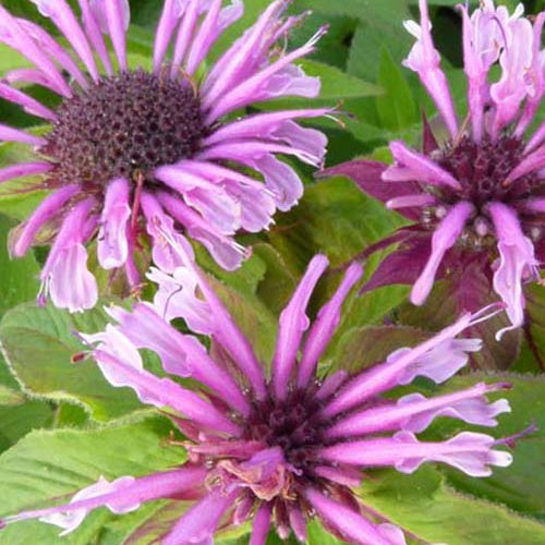 3 Monardes Mohawk - Willemse