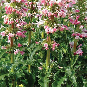 Morina longifolia - Willemse