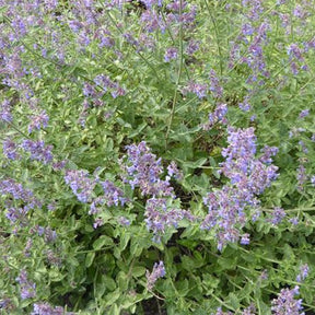 3 Menthes des chats Six Hills Gold - Willemse