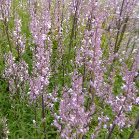 Népéta glabre Purple Cat - Willemse