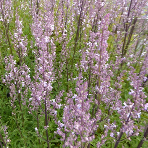 Népéta glabre Purple Cat - Willemse