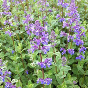 3 Népéta Superba Menthes des chats Superba Chataire Superba - Willemse