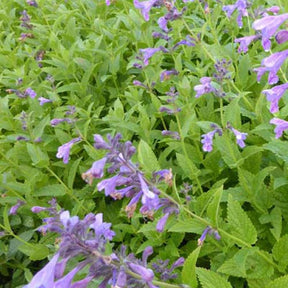 Menthe des chats Weinheim Big Blue - Willemse