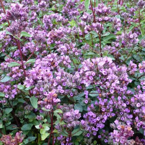 3 Origan Hopleys Origan à petites feuilles Hopleys - Willemse