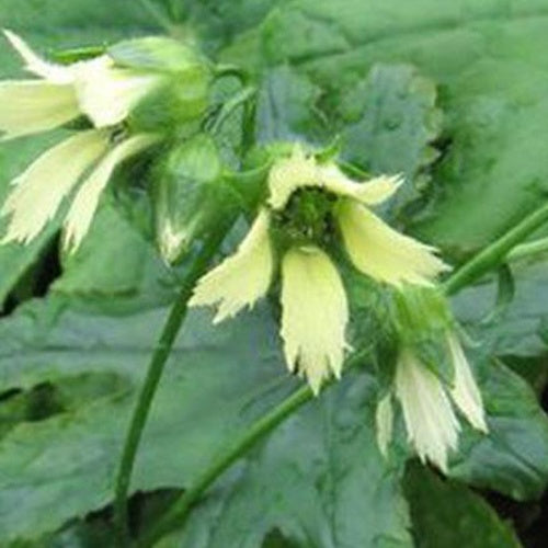 Herbe palmée de Watanabé - Willemse