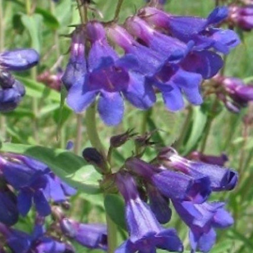3 Penstemon mensarum Galanes - Willemse