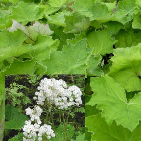 Petasites albus Pétasite blanc - Willemse