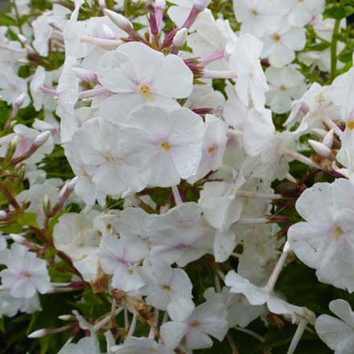 3 Phlox maculés Miss Lingard - Willemse