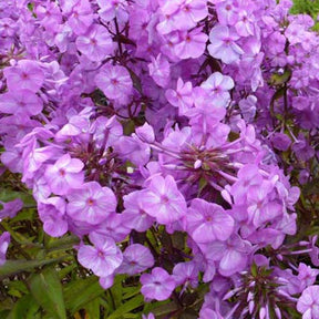 3 Phlox maculés Alpha - Willemse