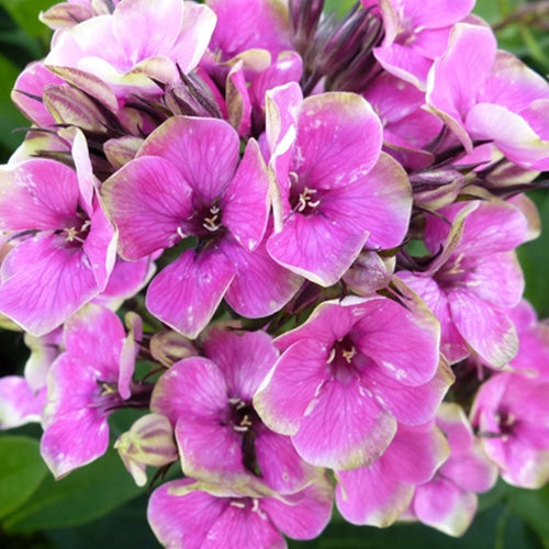 Phlox paniculé Auréole - Willemse